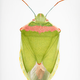 Illustration for article titled The Mutant Art of Radioactive Insects